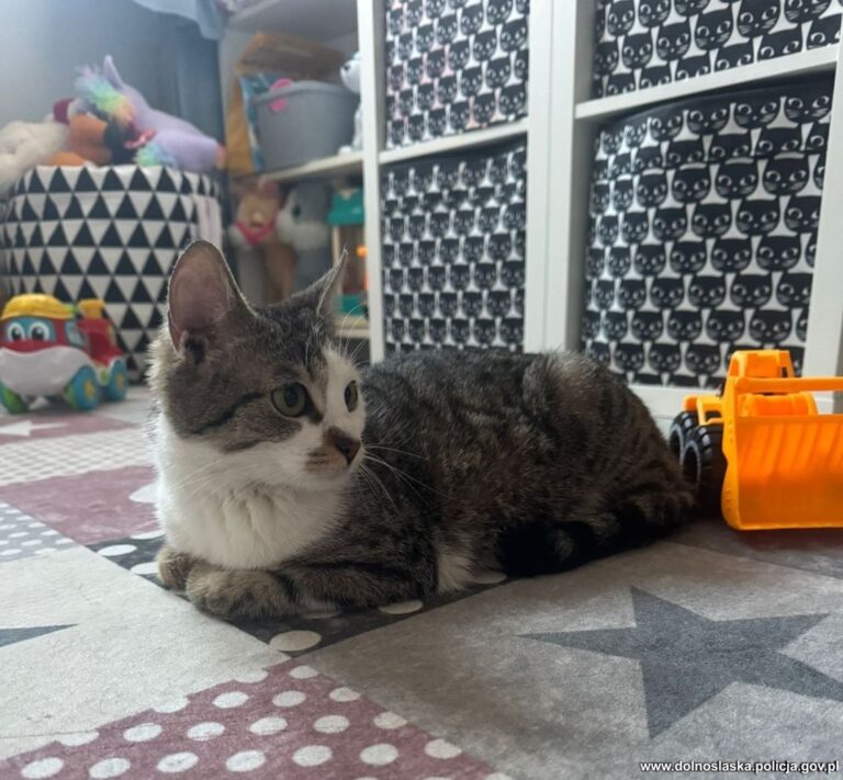 Policyjna interwencja, która stała się początkiem nowego domu w Kłodzku - Paragraf