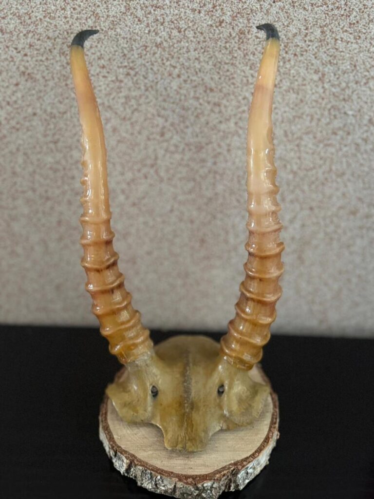 Policja Białystok: Mężczyzna chciał sprzedać poroże antylopy, nie wiedząc o jego wartości - Podlaskie