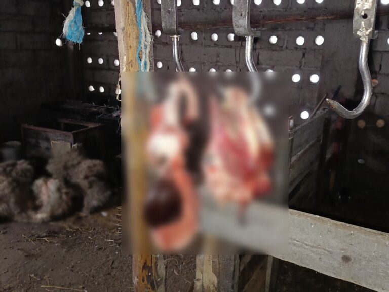 Kradzież bydła i brutalny atak na gospodarza w Białymstoku – Policja zatrzymuje pięciu złodziei - Ludzie i miejsca