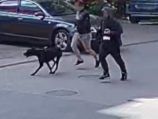 Pies zaatakował rowerzystkę w Białymstoku. Właściciel zatrzymany - Akcje Służb