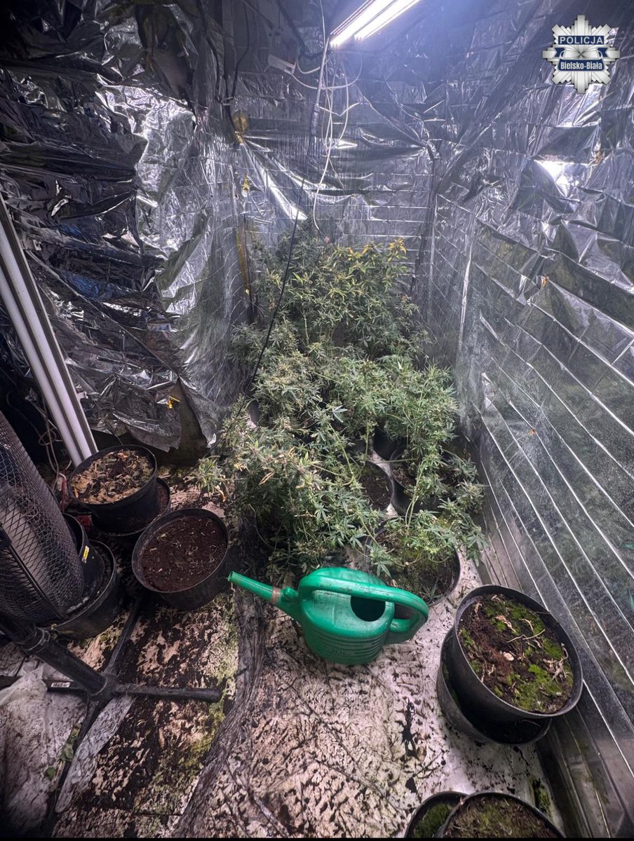Policja zlikwidowała plantację konopi w Bielsku-Białej - Drogówka