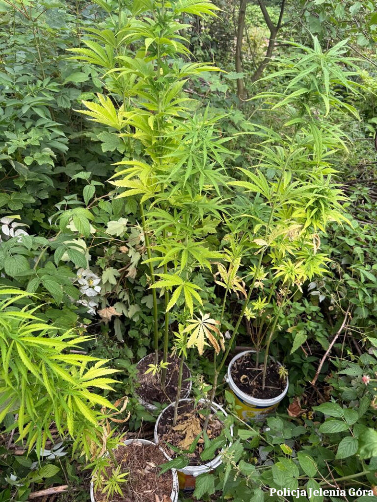 Zlikwidowano nielegalną plantację konopi w Kowarach - Drogówka