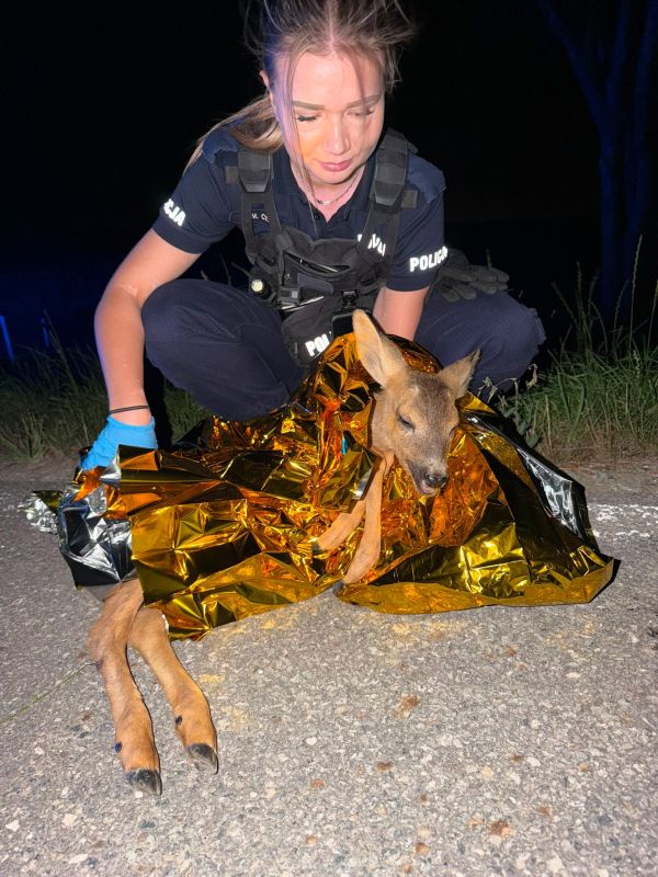 Policjanci uratowali ranną sarnę przy drodze - Drogówka
